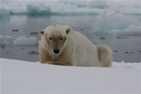 Polar bear , image by Nanu Travel ApS