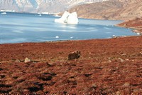 Musk ox , Ittoqqortoormiit region . Image by Nanu Travel Aps