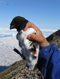 Little Auk with colour rings. The unique colour combination of the rings is used to identify individuals at the colony. 