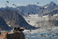 Carsten Egevang (copyright). Little Auks at Kap Höegh